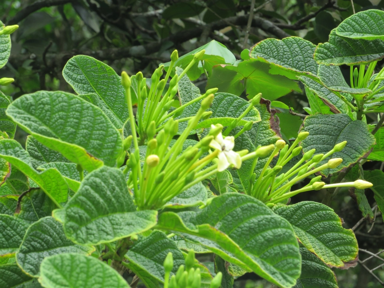 Marmelo-da-praia (Tocoyena bullata), plantas, fotografado em Maresias, São Sebastião
