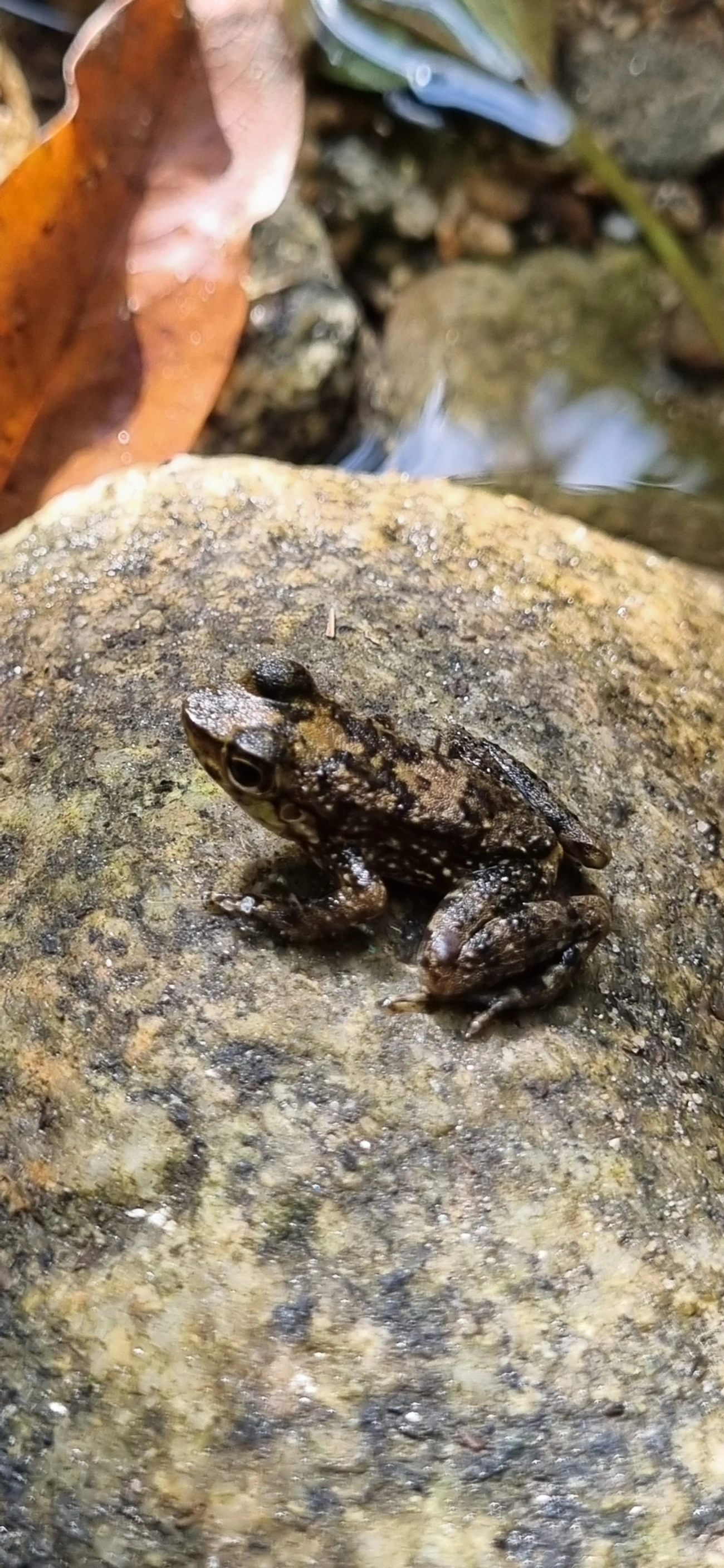 Rã-de-corredeira (Hylodes asper), anfíbios, fotografado em Maresias, São Sebastião