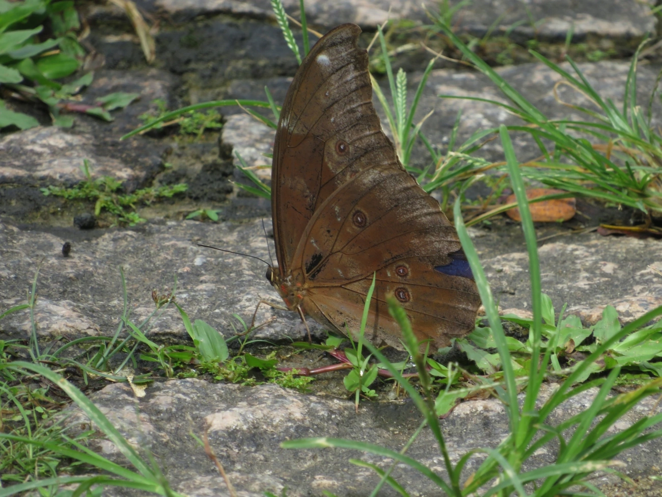 Azulão (Morpho menelaus), insetos, fotografado em Maresias, São Sebastião