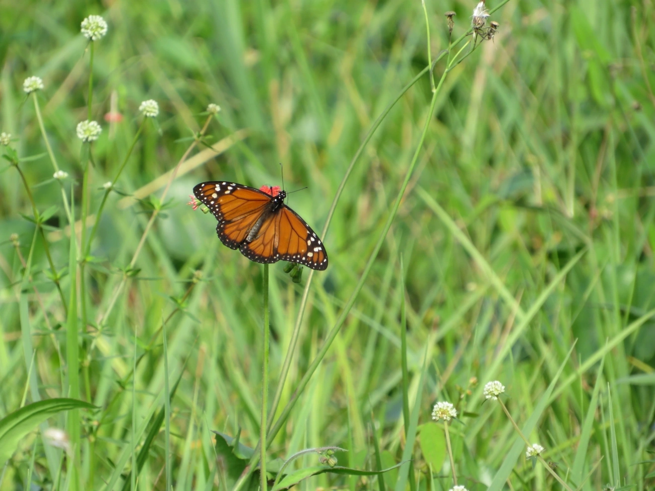Monarca (Danaus erippus), insetos, fotografado em Maresias, São Sebastião