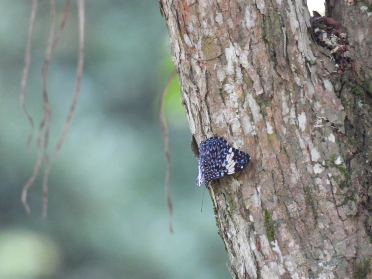 Assenta-pau (Hamadryas amphinome), insetos, fotografado em Cabreúva