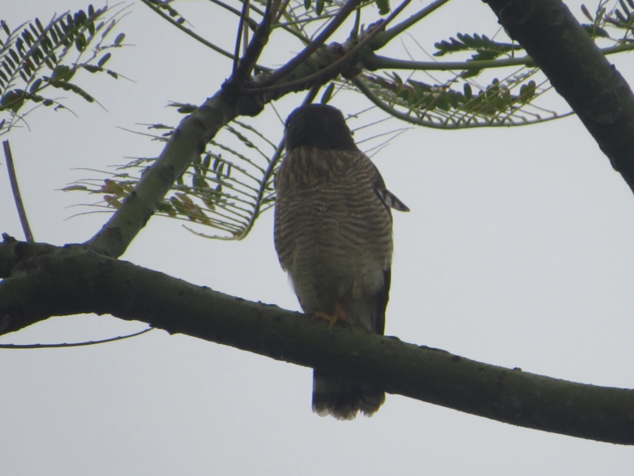 Gavião-carijó (Rupornis magnirostris), aves, fotografado em Maresias, São Sebastião