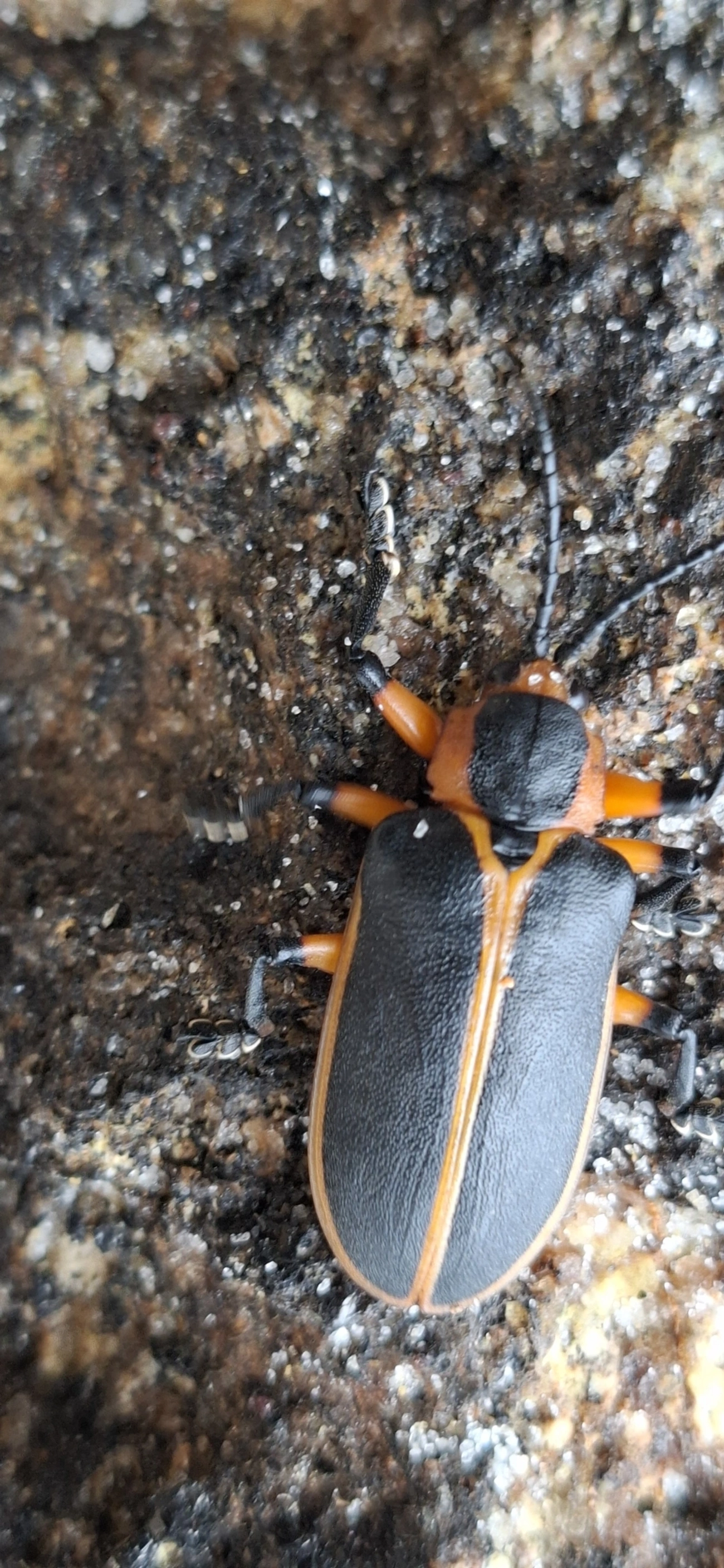 Mecistomela marginata, insetos, fotografado em Maresias, São Sebastião