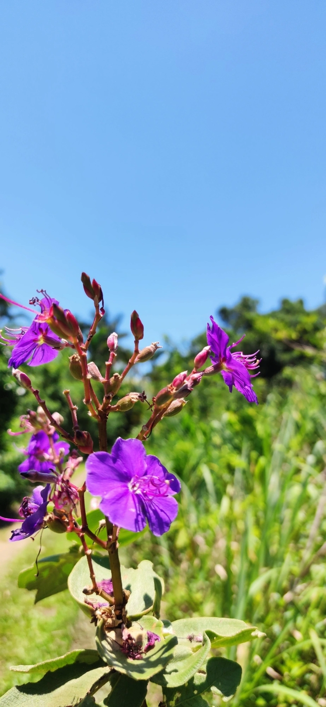 Orelha-de-onça (Pleroma heteromallum), plantas, fotografado em Maresias, São Sebastião