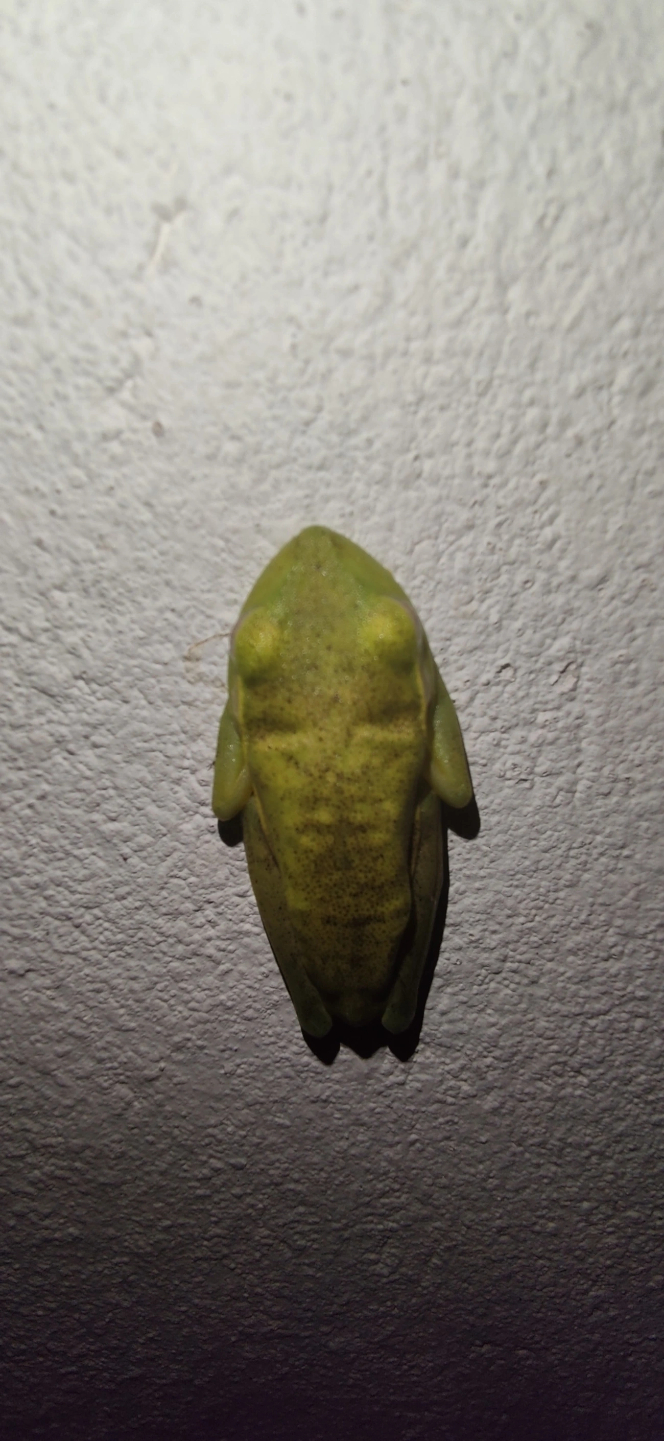 Perereca-araponga (Boana albomarginata), anfíbios, fotografado em Maresias, São Sebastião