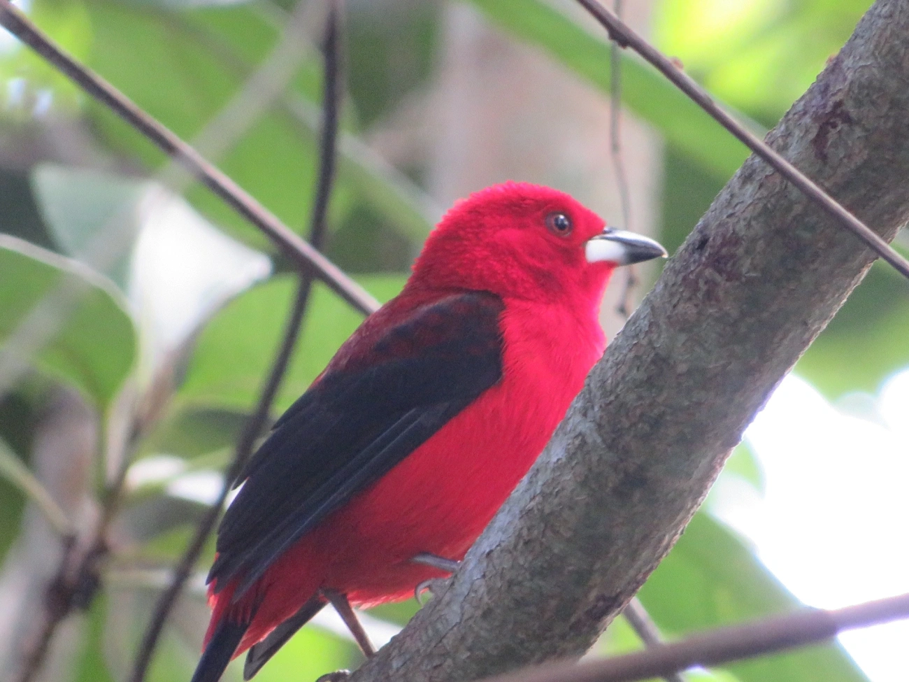 Tiê-sangue (Ramphocelus bresilius), aves, fotografado em Maresias, São Sebastião