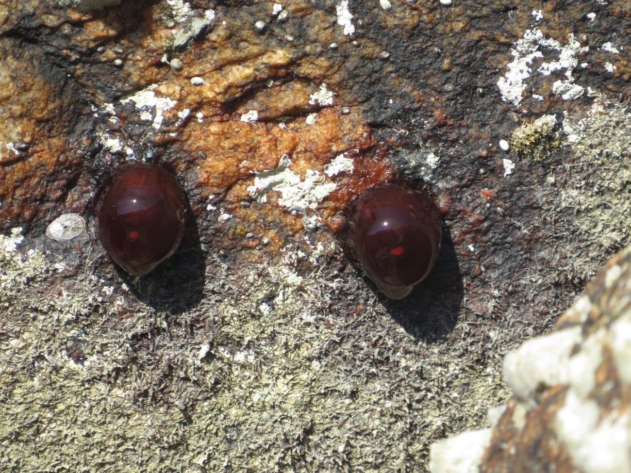Anêmona-das-Bermudas (Actinia bermudensis), cnidários, fotografado em Maresias, São Sebastião