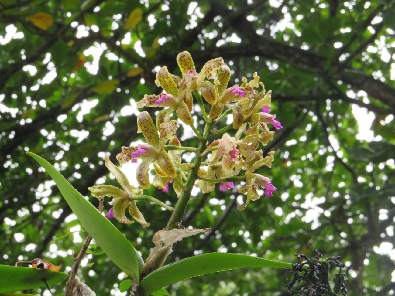Catleia-gutata (Cattleya guttata), plantas, fotografado em São Sebastião