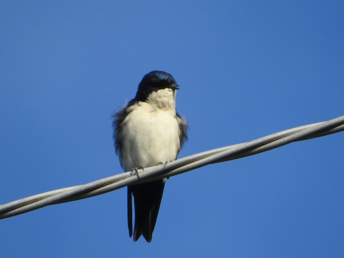 Andorinha-azul-e-branca (Pygochelidon cyanoleuca), aves, fotografado em Maresias, São Sebastião
