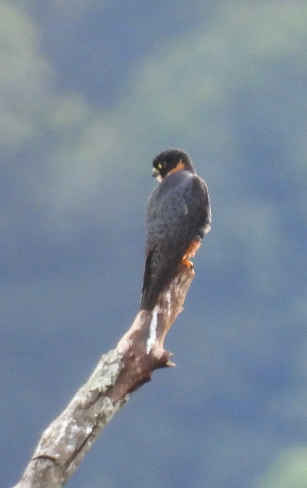 Cauré (Falco rufigularis), aves, fotografado em Maresias, São Sebastião