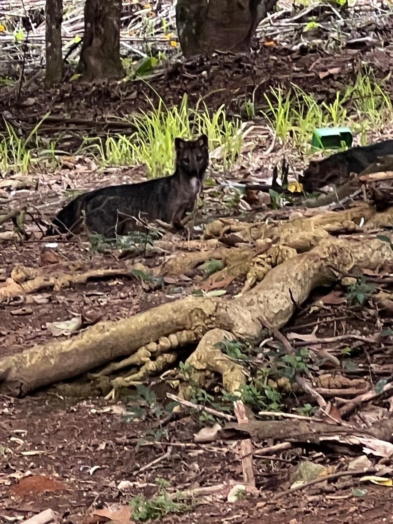 Cachorros-do-mato (Cerdocyon), mamíferos, fotografado em Cotia