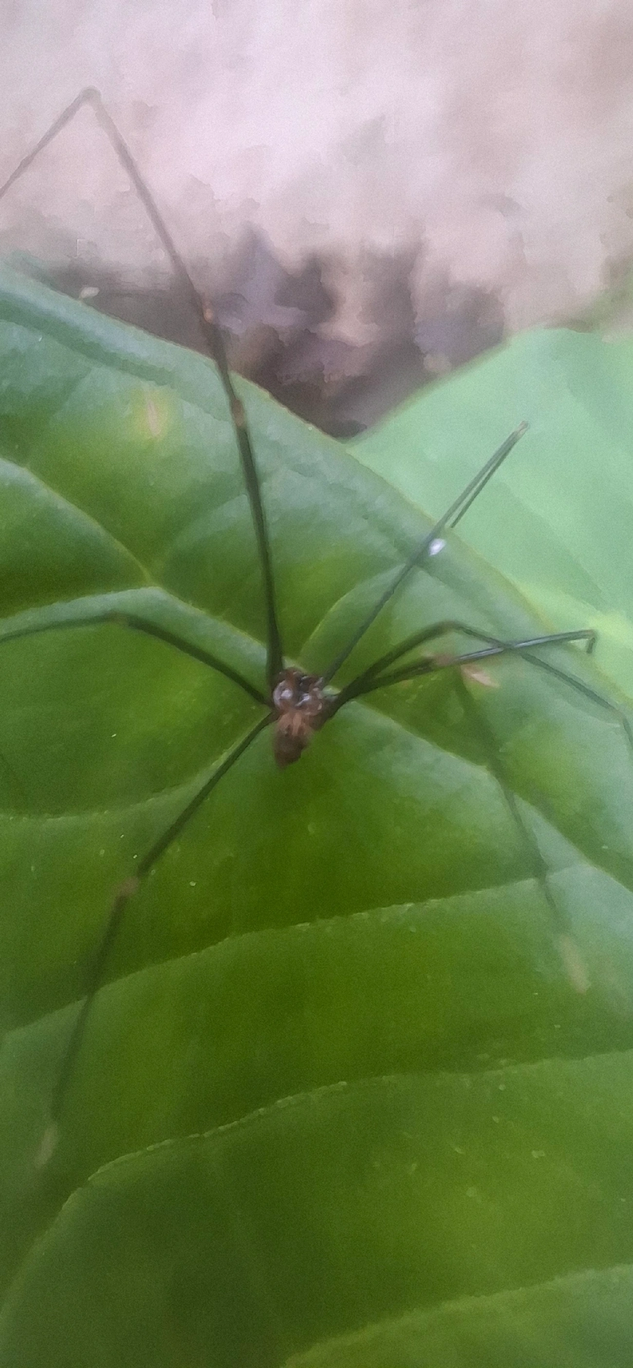 Aranhas-pernalongas (Pholcidae), aracnídeos, fotografado em Maresias, São Sebastião