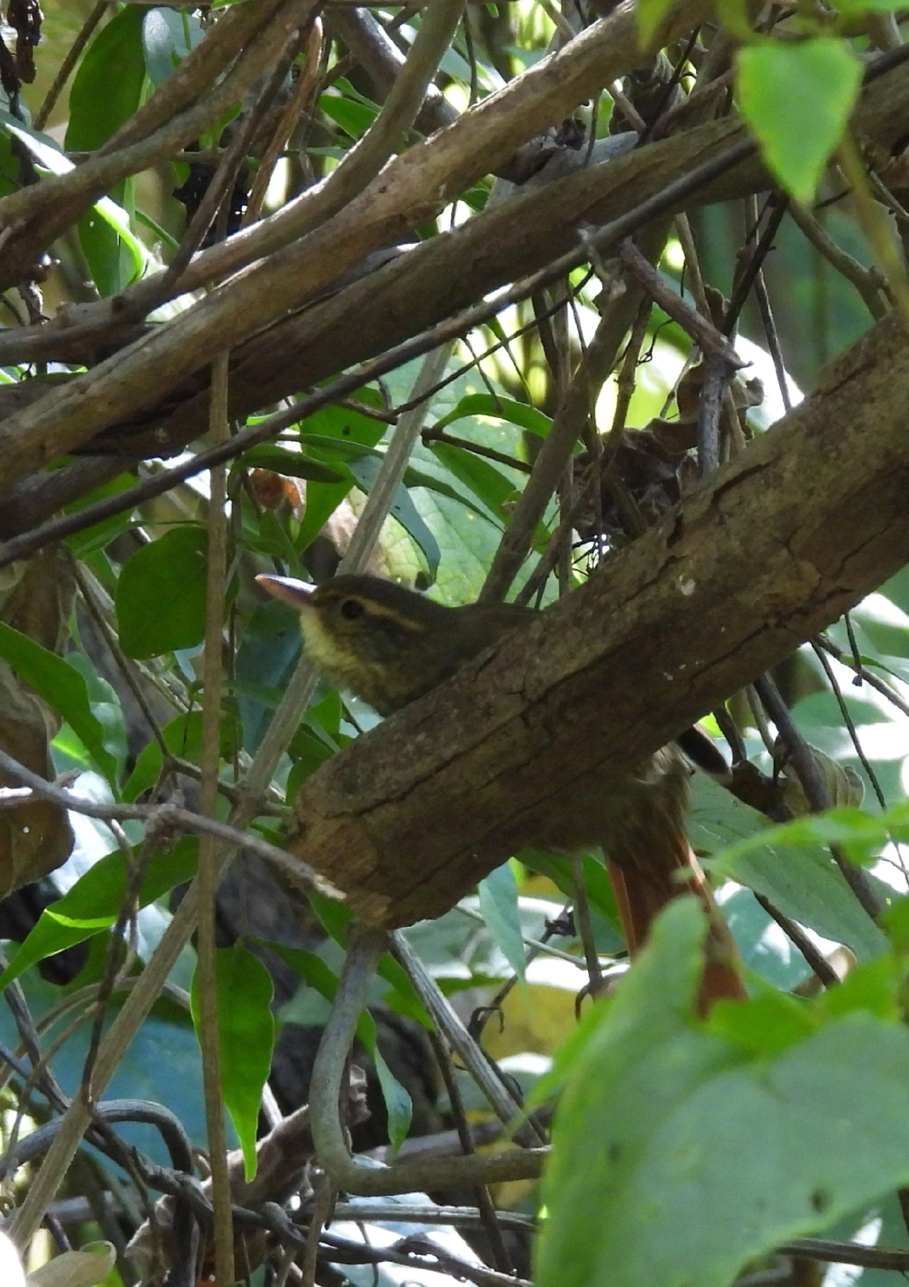 Trepador-Quiete (Syndactyla rufosuperciliata), aves, fotografado em Itamonte