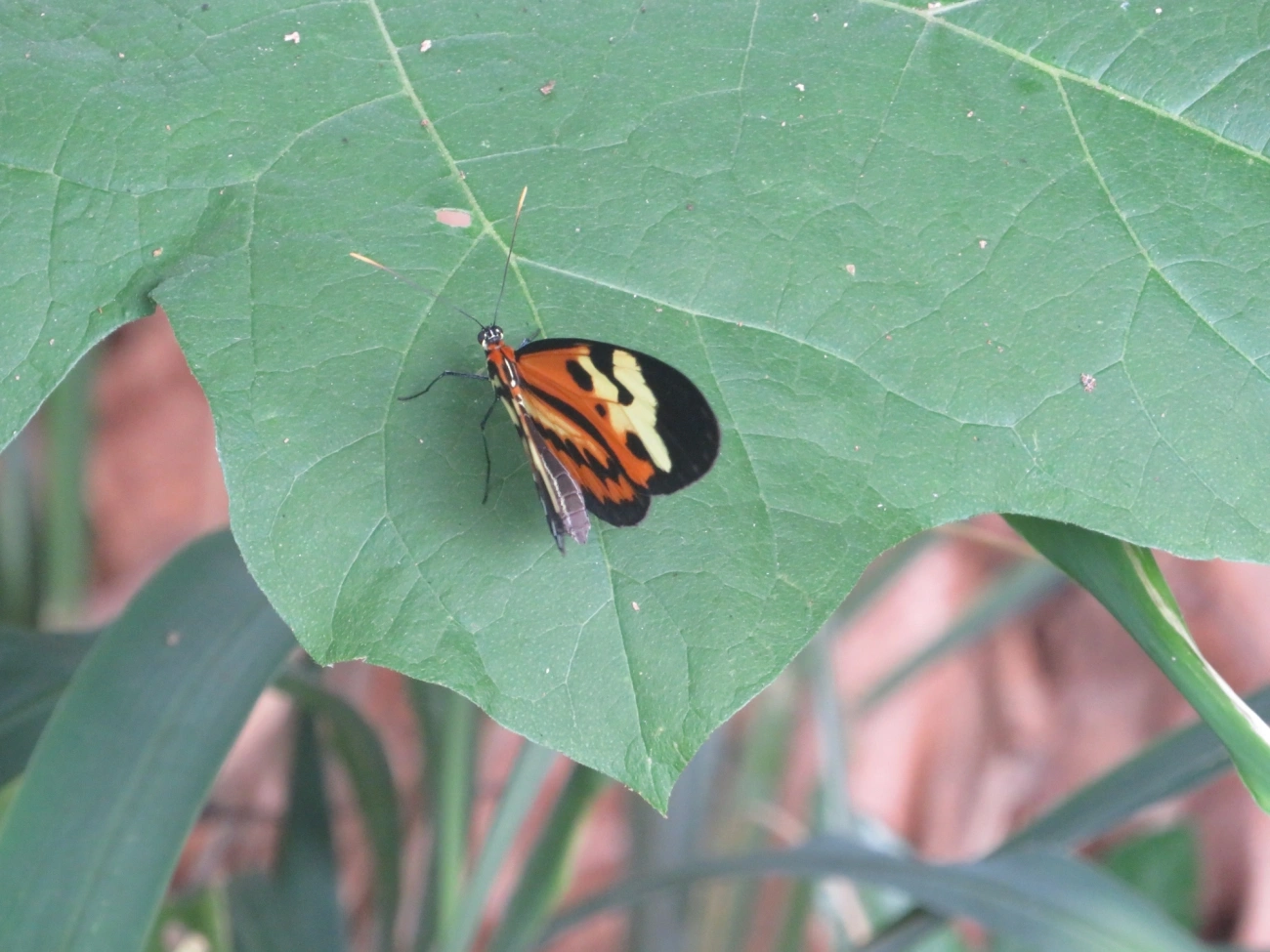 Borboleta-Tigre (Mechanitis polymnia), insetos, fotografado em Ilhabela