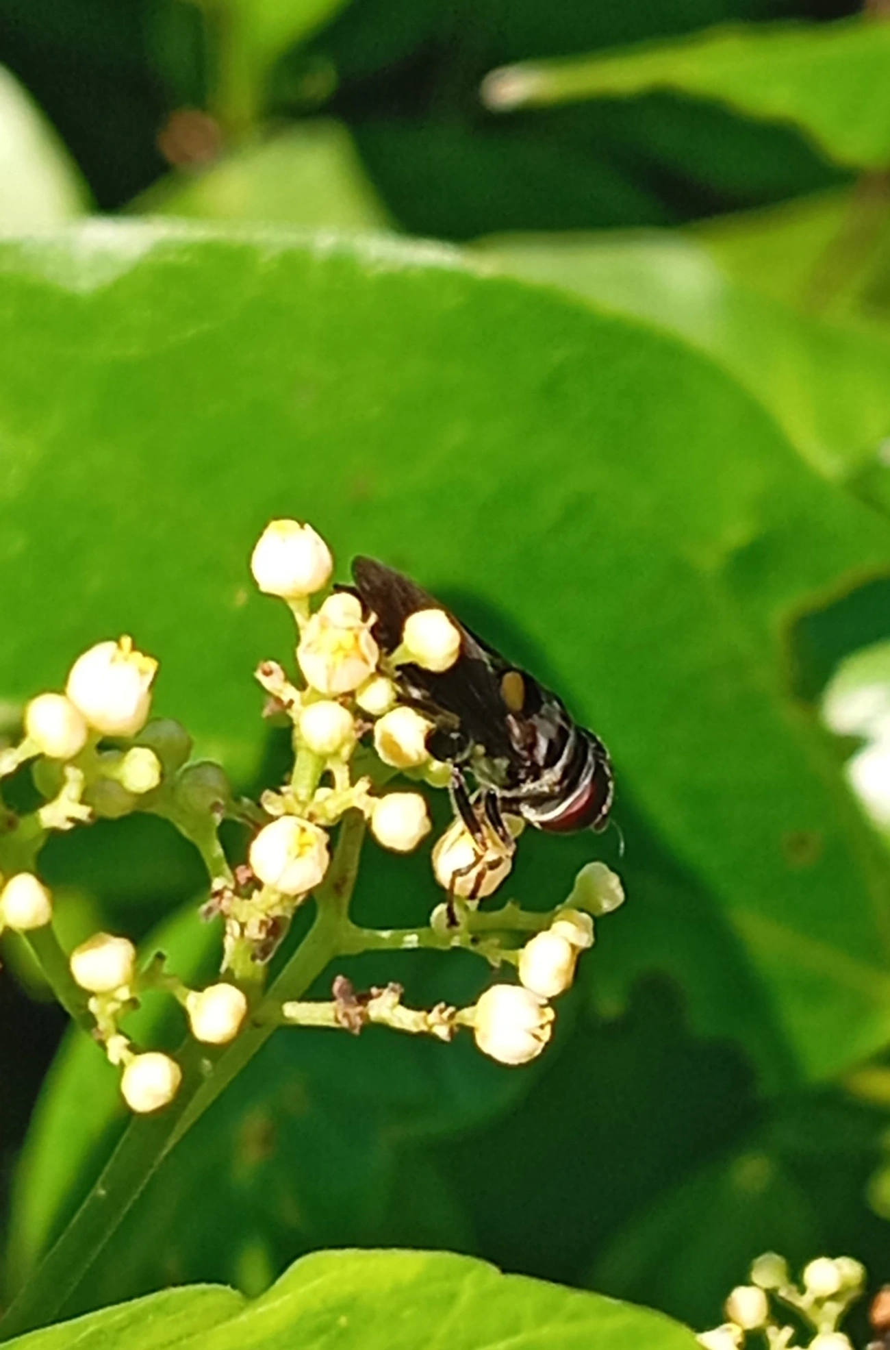 Palpada, insetos, fotografado em Maresias, São Sebastião
