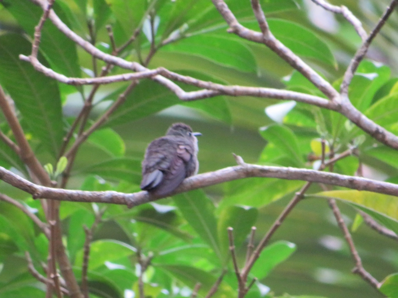 Beija-flor-cinza (Eupetomena cirrochloris), aves, fotografado em Maresias, São Sebastião