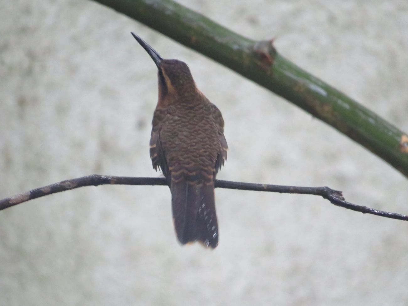 Beija-flor-do-mato (Ramphodon naevius), aves, fotografado em São Sebastião