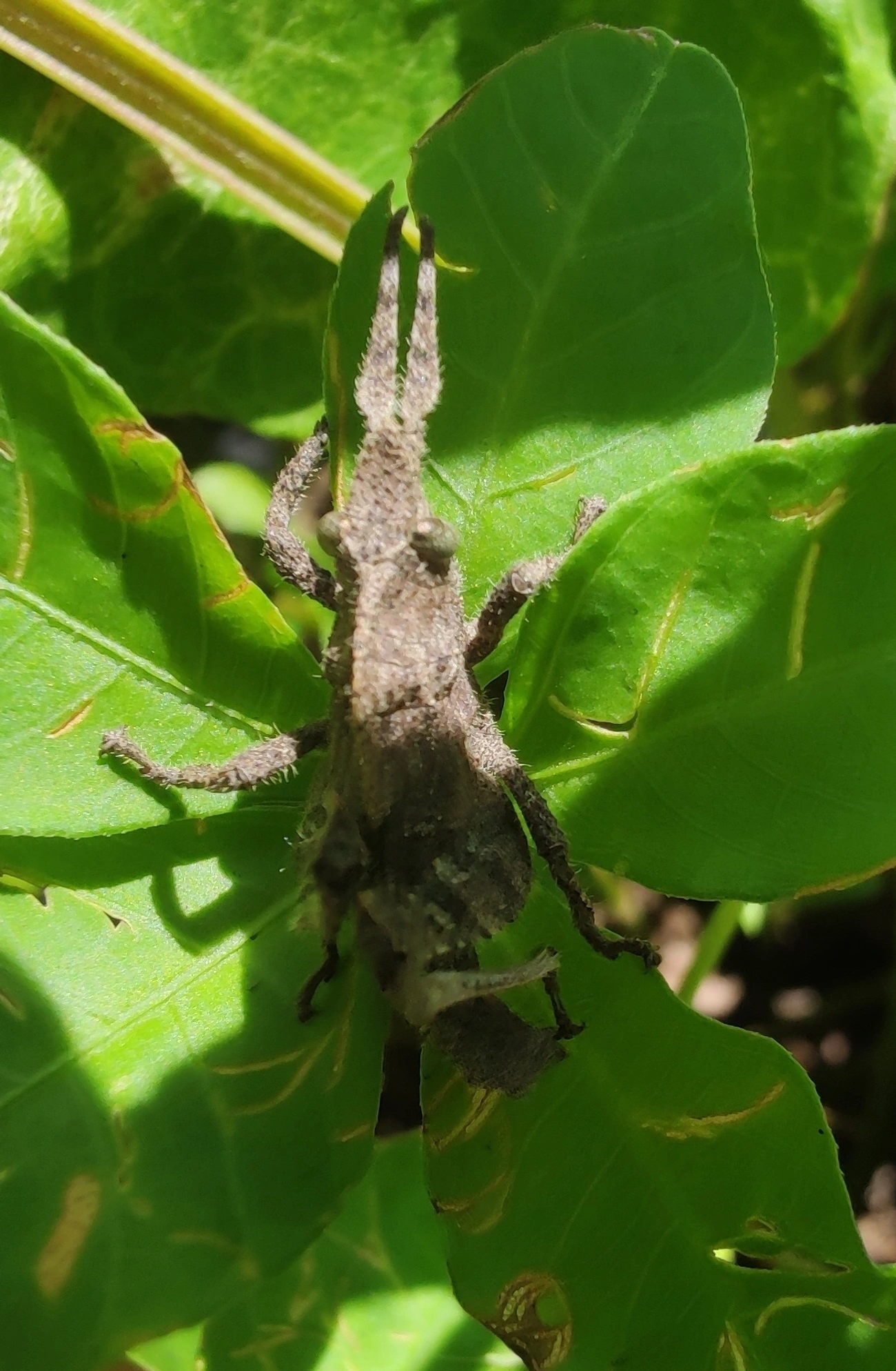 Procolpia, insetos, fotografado em Maresias, São Sebastião