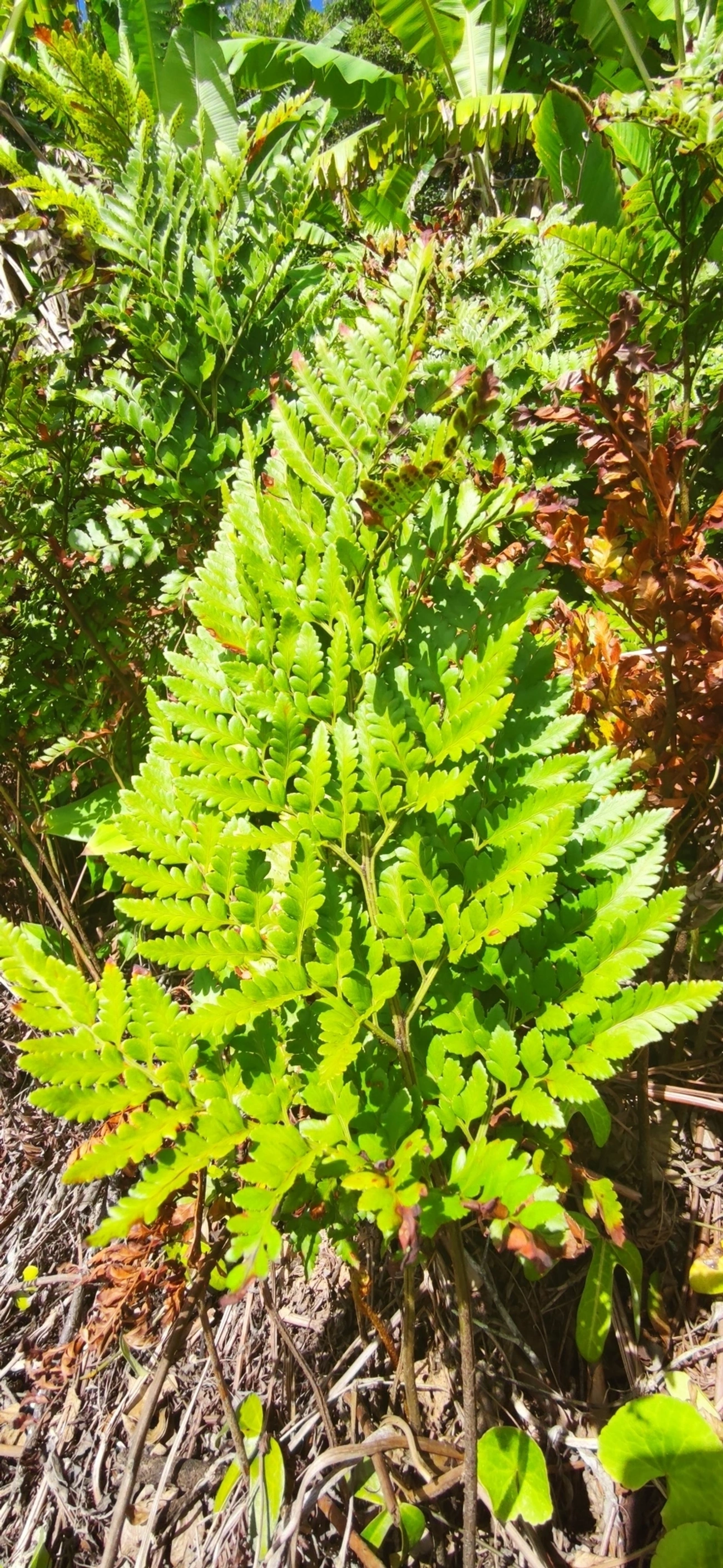 Samambaia-preta (Rumohra adiantiformis), plantas, fotografado em Maresias, São Sebastião