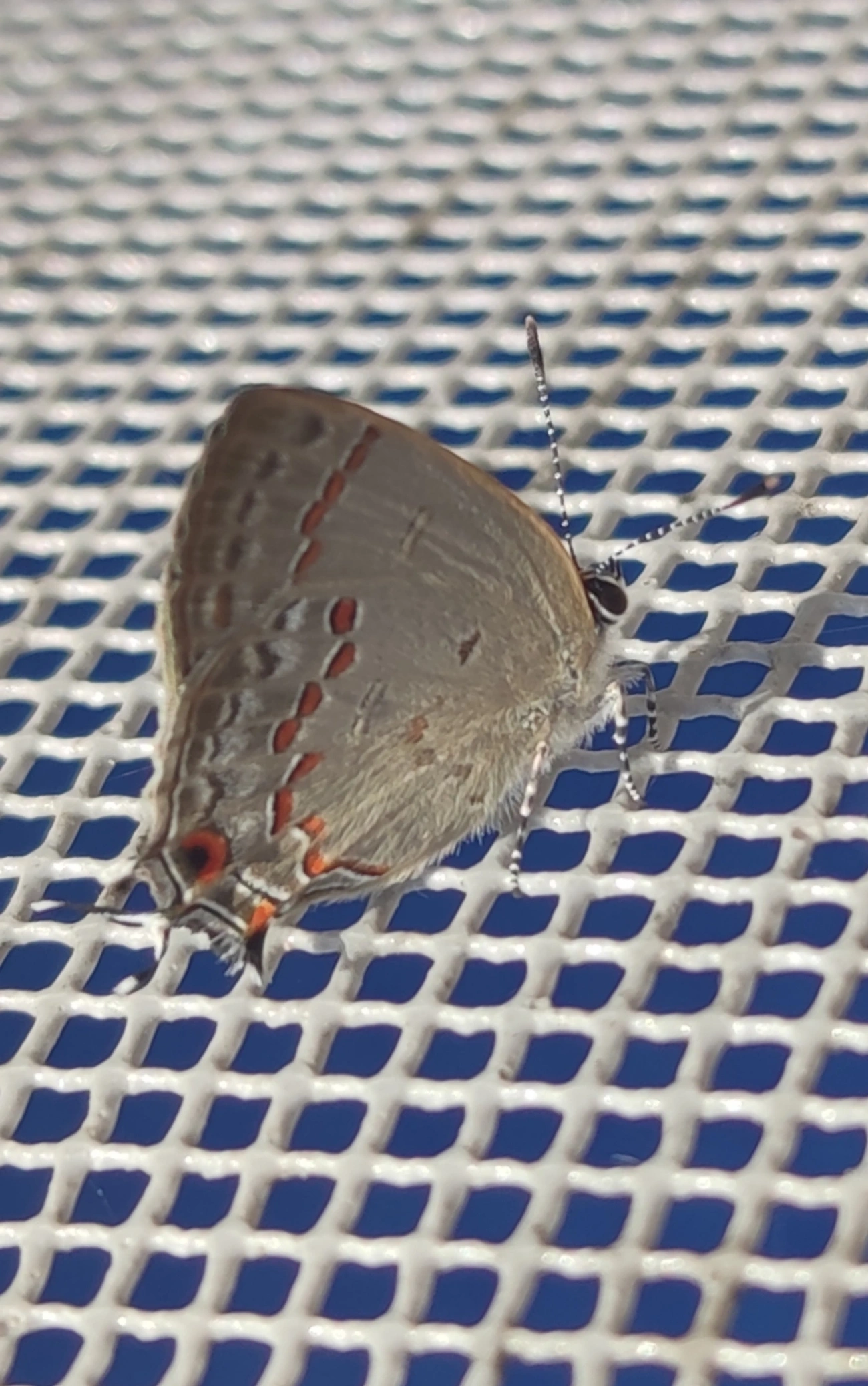Strymon megarus, insetos, fotografado em Maresias, São Sebastião