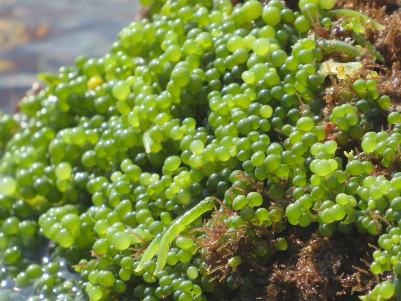 Caulerpa, plantas, fotografado em Maresias, São Sebastião