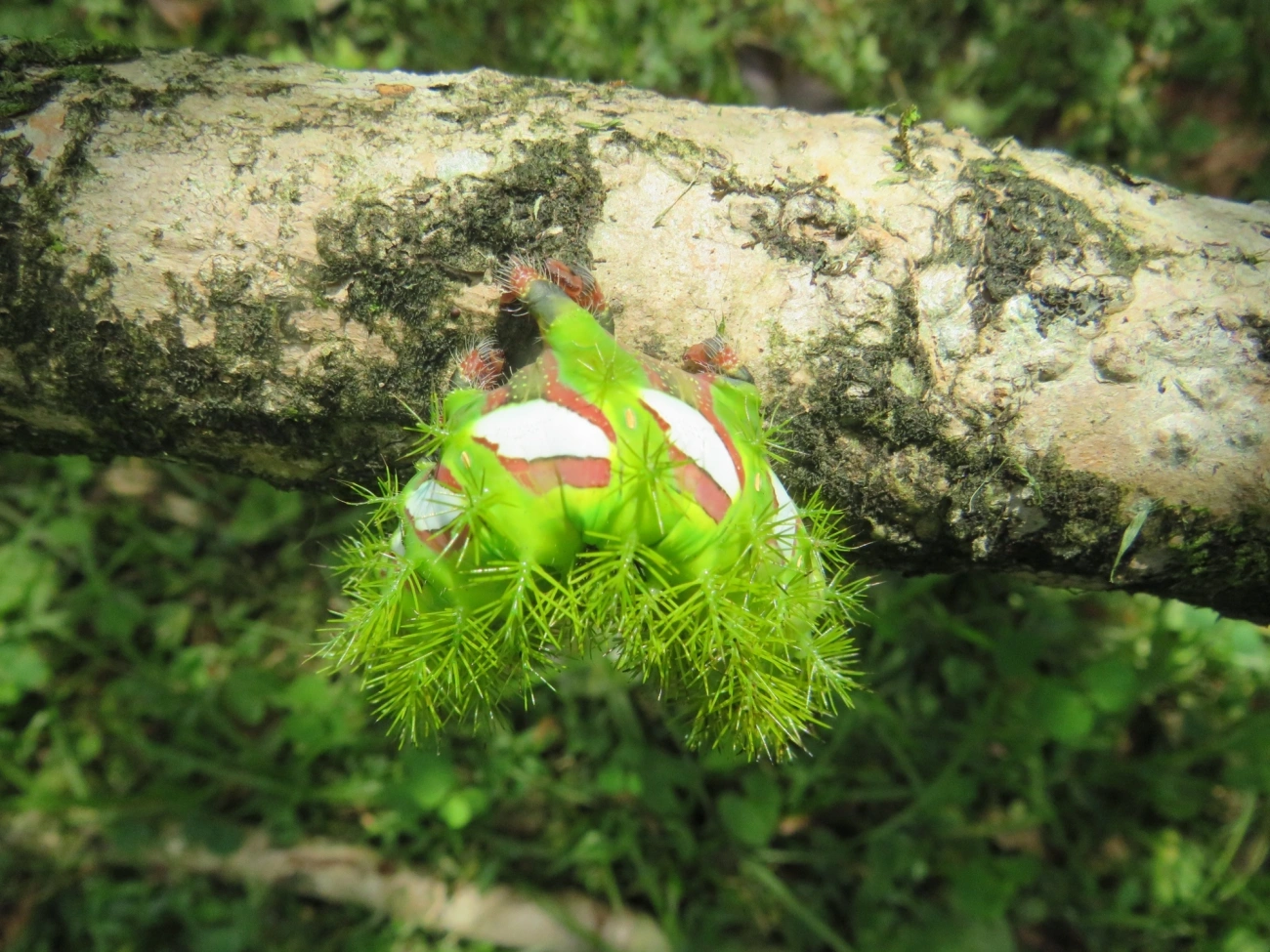Olho-de-pavão (Automeris melanops), insetos, fotografado em Maresias, São Sebastião