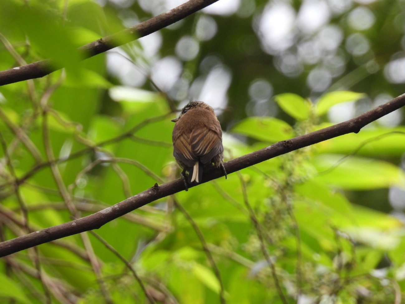 Pica-paus anões (Picumnus), aves, fotografado em Bonete, Ilhabela