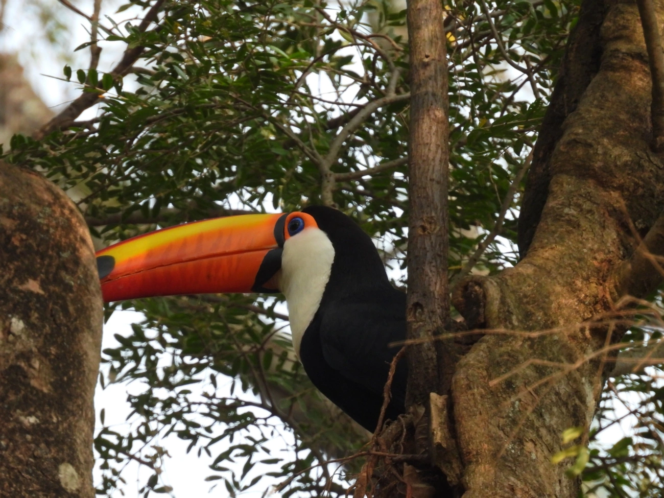 Tucano-toco (Ramphastos toco), aves, fotografado em Socorro