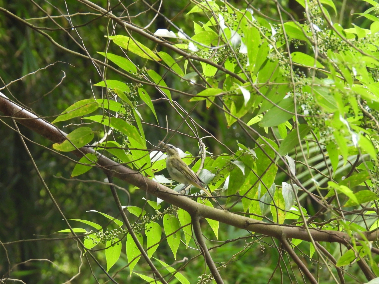 Juruviara (Vireo chivi), aves, fotografado em Bonete, Ilhabela