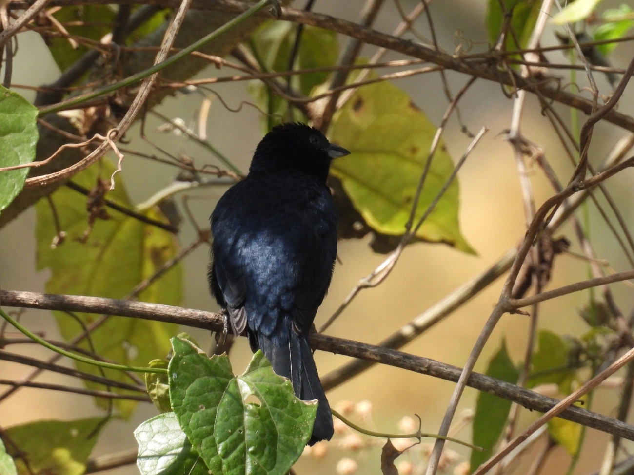 Tiê-preto (Tachyphonus coronatus), aves, fotografado em Itamonte