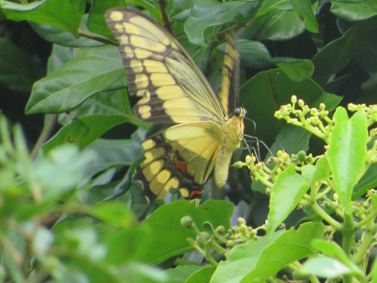 Borboleta-caixão-de-defunto (Heraclides thoas), insetos, fotografado em Maresias, São Sebastião