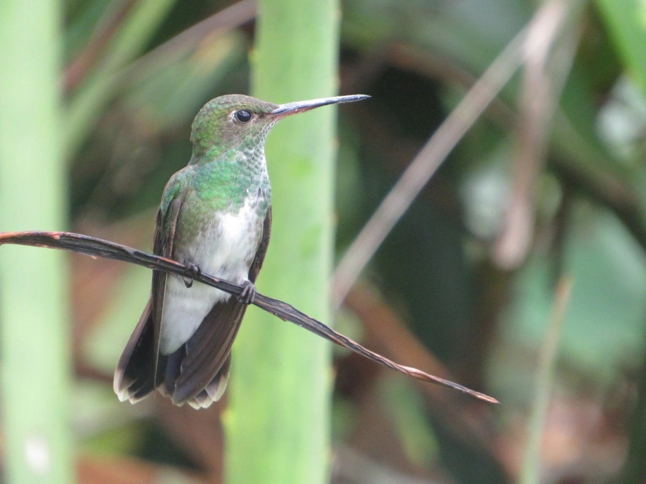 Beija-flor-de-garganta-verde (Chionomesa fimbriata), aves, fotografado em Maresias, São Sebastião