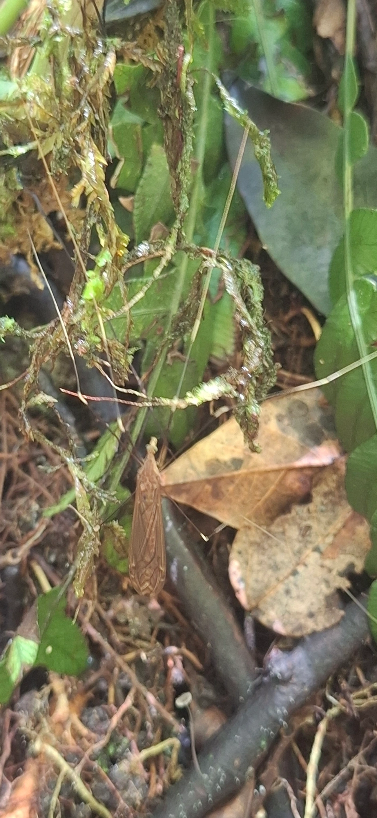 Brachypremna, insetos, fotografado em Queluz