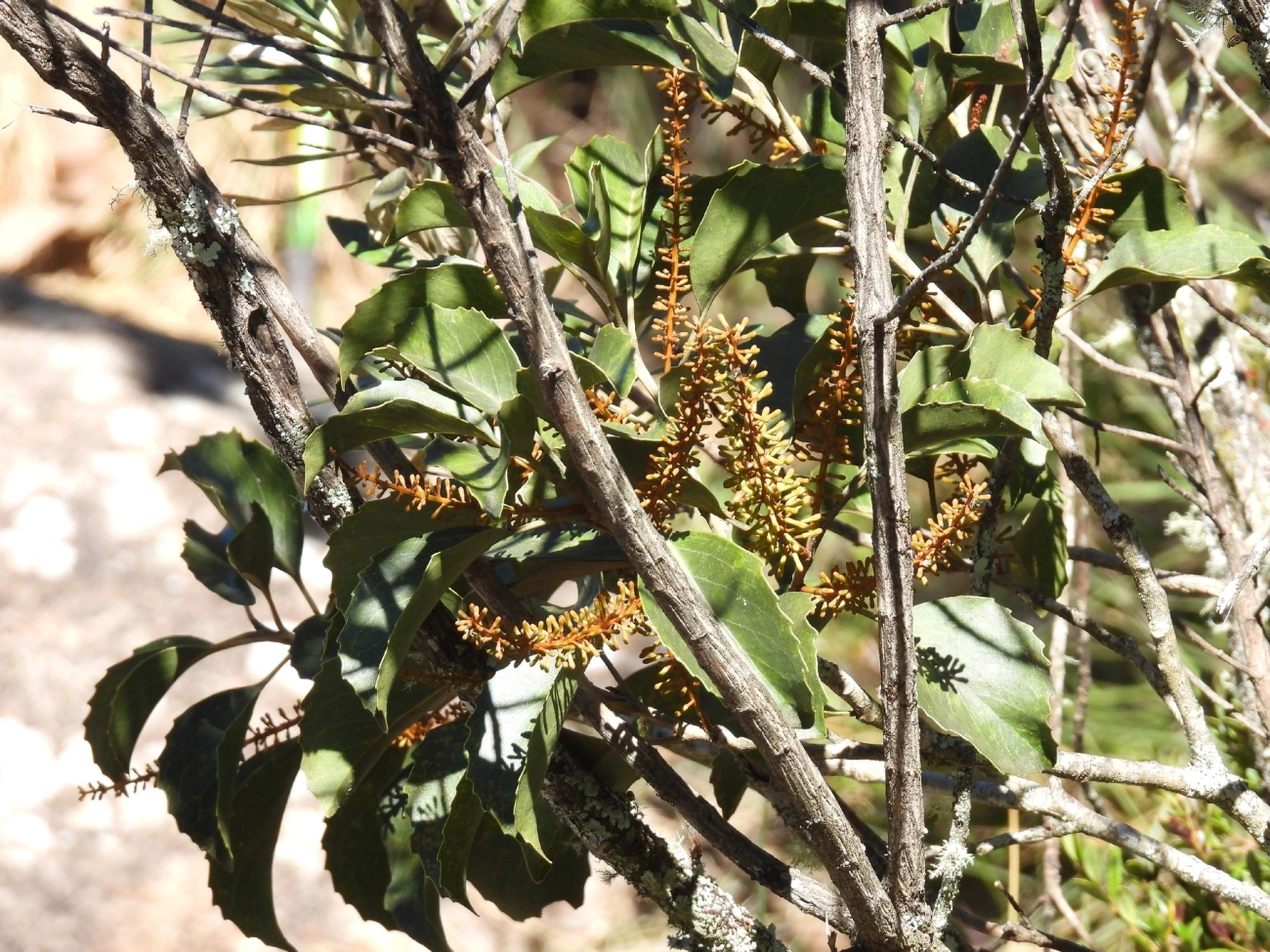 Castanheiro (Roupala montana), plantas, fotografado em Engenheiro Passos