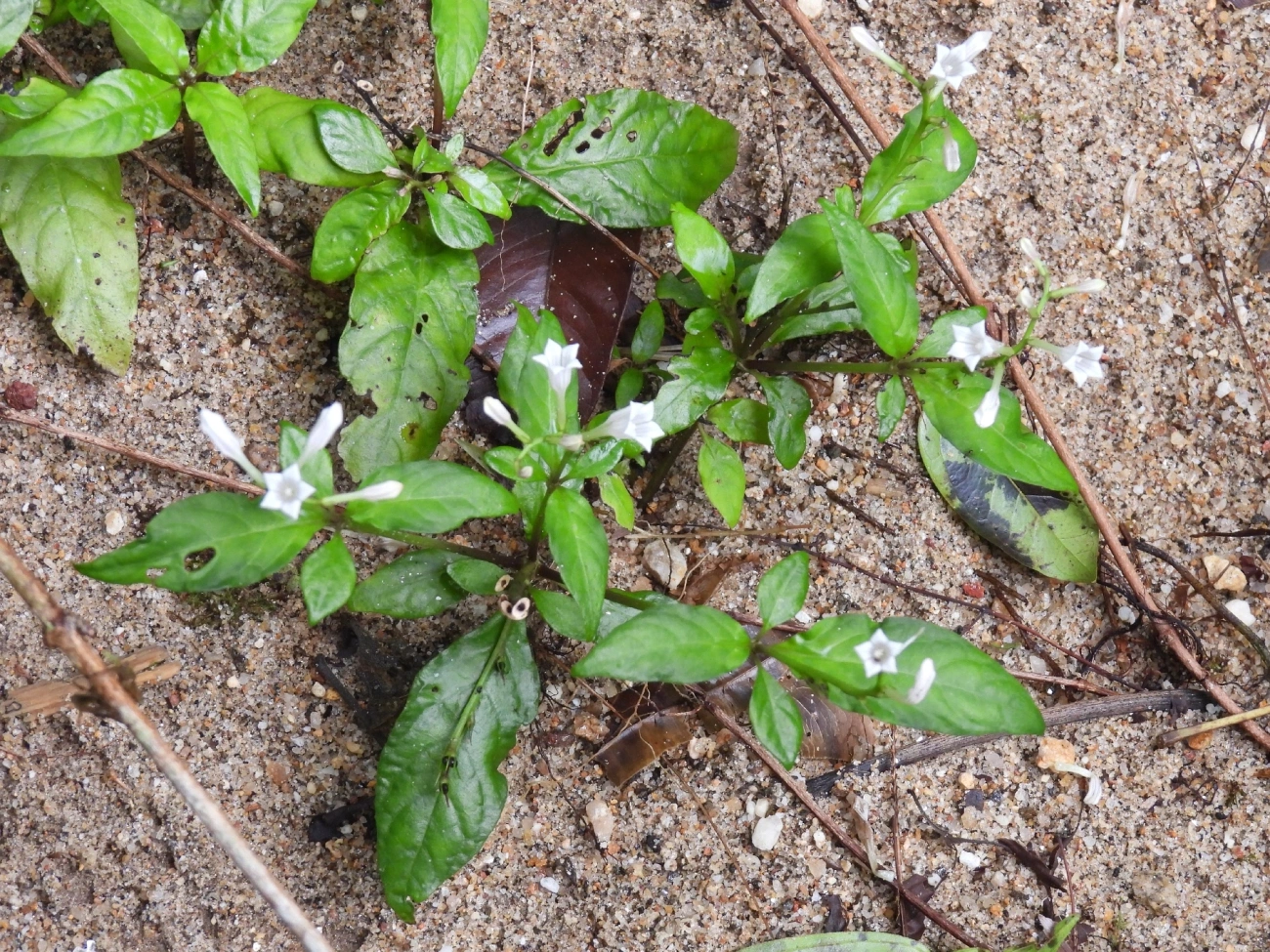 Espigélia (Spigelia humboldtiana), plantas, fotografado em Maresias, São Sebastião
