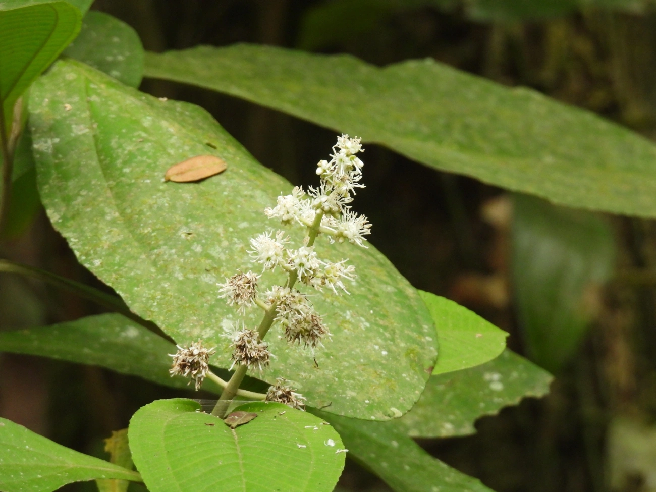 Miconia discolor, plantas, fotografado em Perequê, Ilhabela