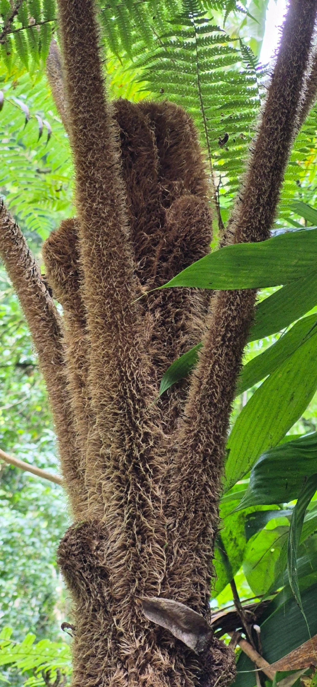 Xaxim (Dicksonia sellowiana), plantas, fotografado em Camburí, São Sebastião