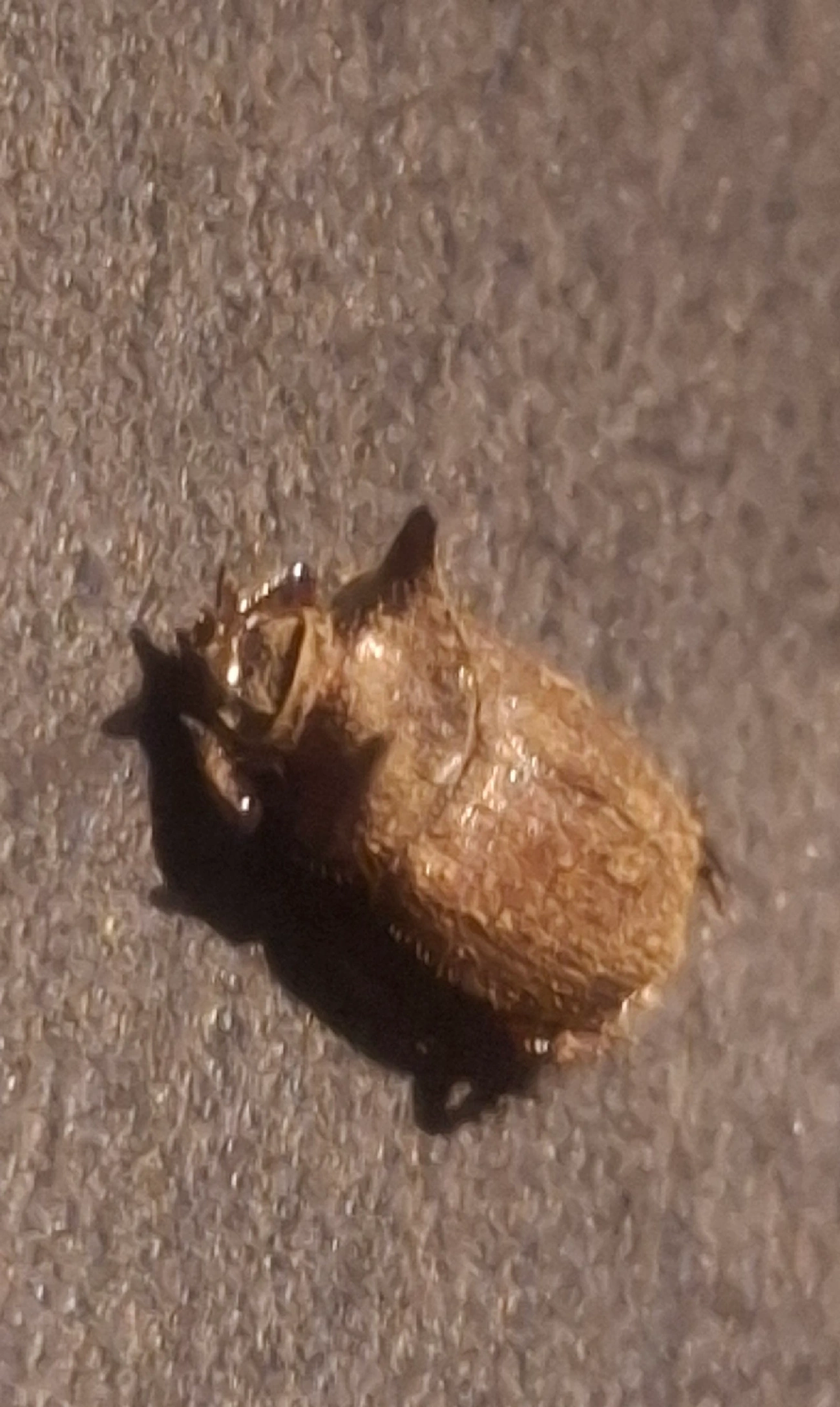 Besouros (Coleoptera), insetos, fotografado em Queluz