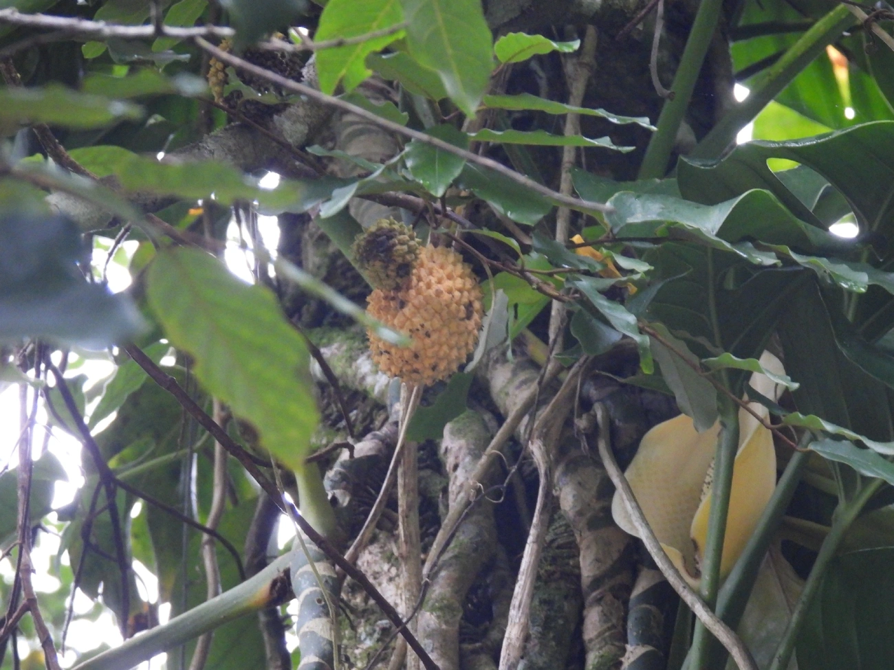 Graviola-silvestre (Annona montana), plantas, fotografado em Maresias, São Sebastião