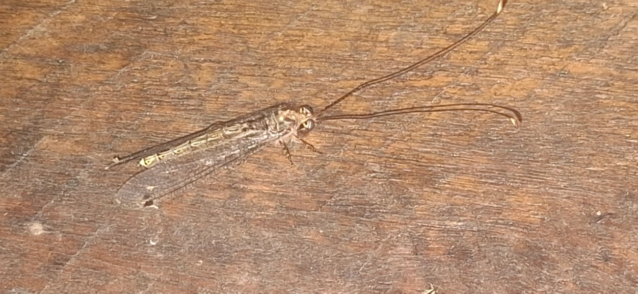 Ascalorphne macrocerca, insetos, fotografado em Queluz