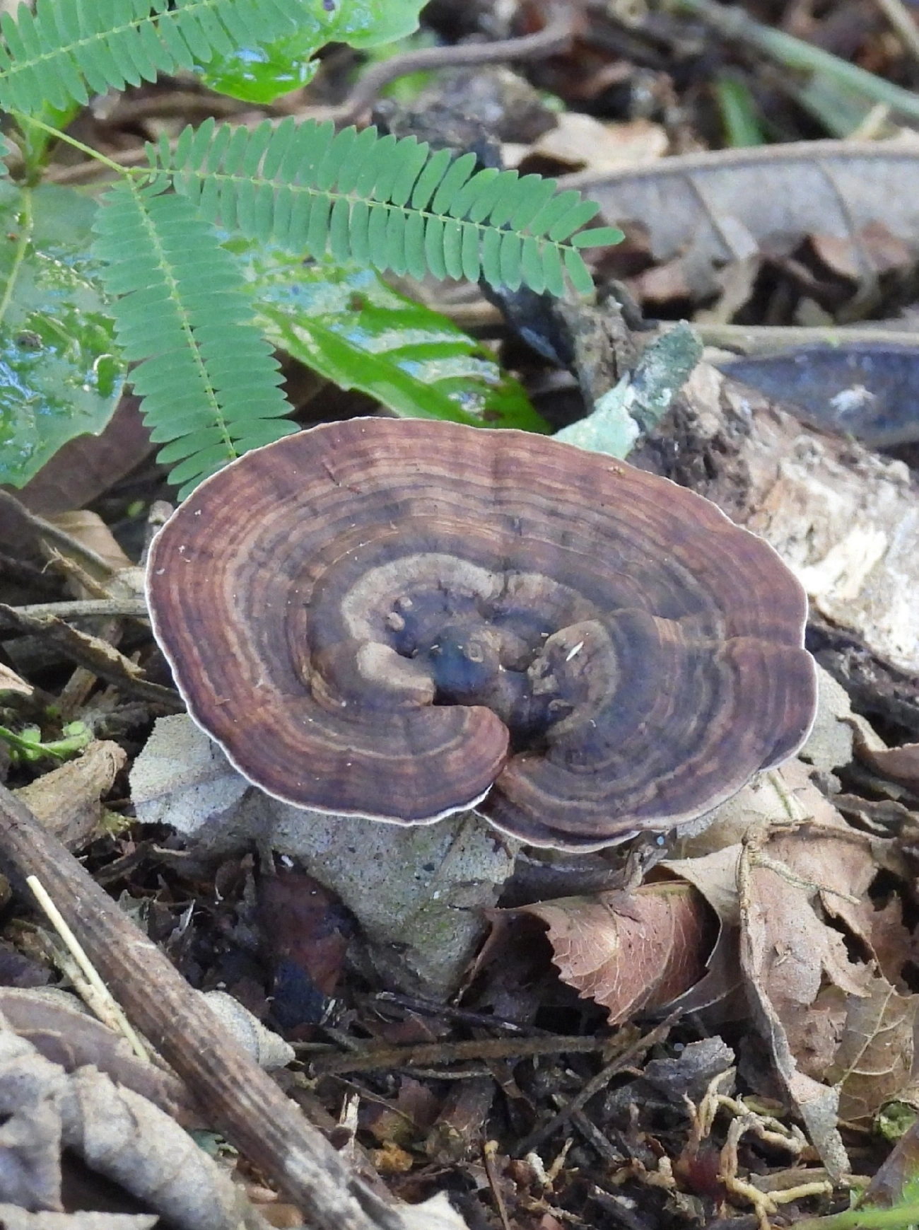 Amauroderma, fungos, fotografado em Queluz