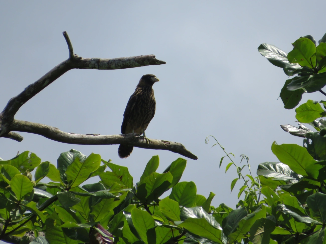 Carrapateiro (Daptrius chimachima), aves, fotografado em Maresias, São Sebastião