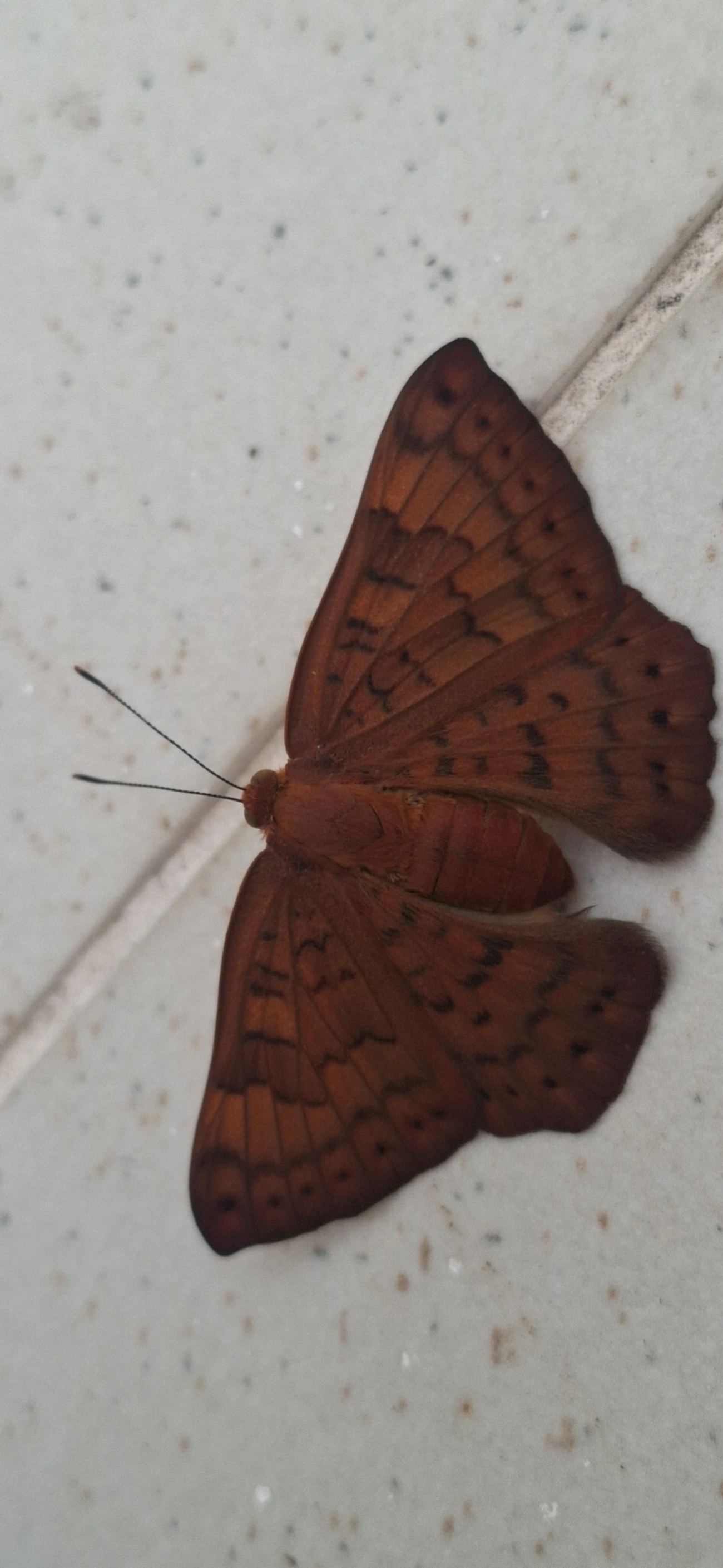 Emesis, insetos, fotografado em Maresias, São Sebastião