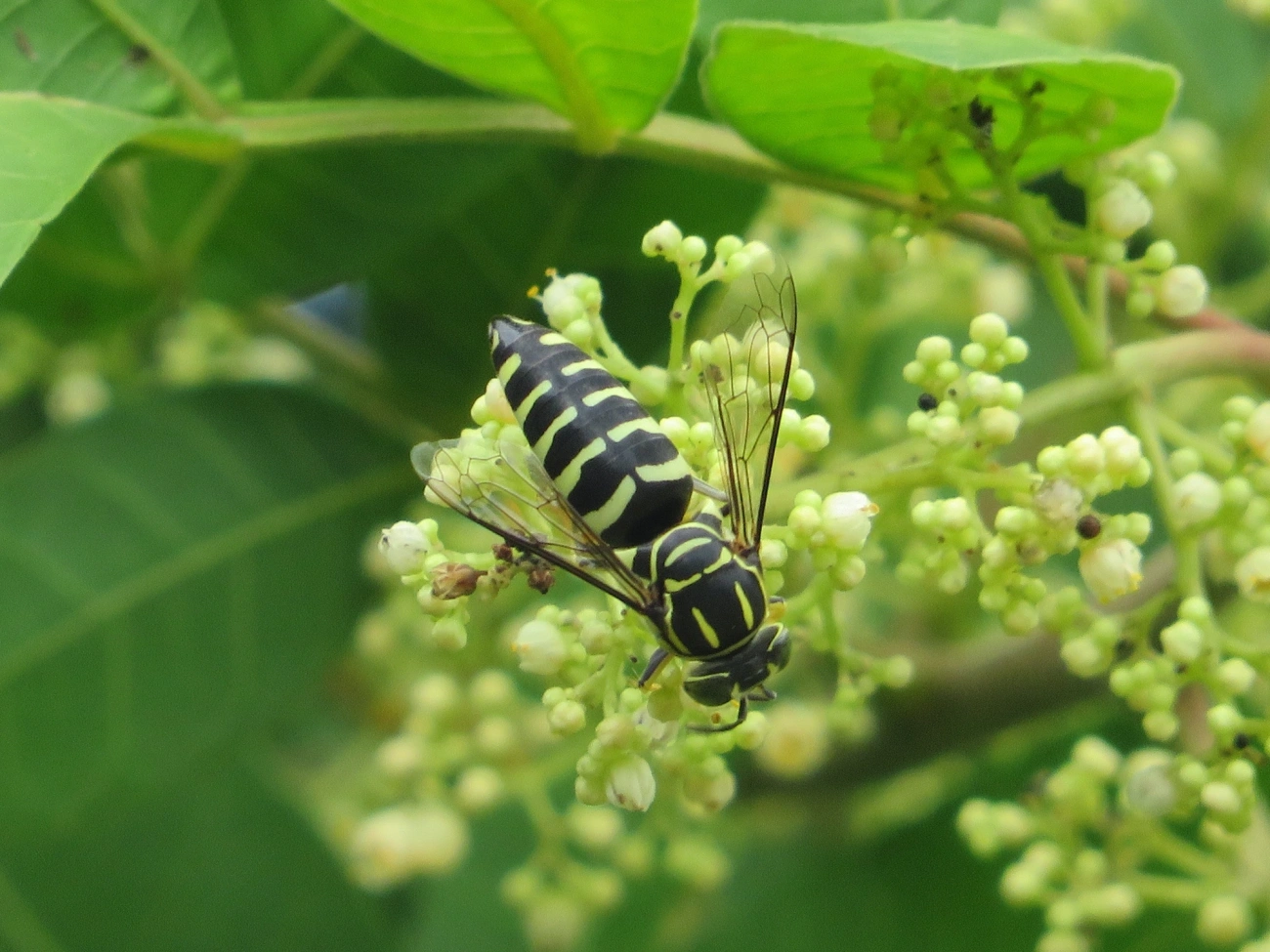 Vespa-da-areia (Bicyrtes variegatus), insetos, fotografado em Maresias, São Sebastião