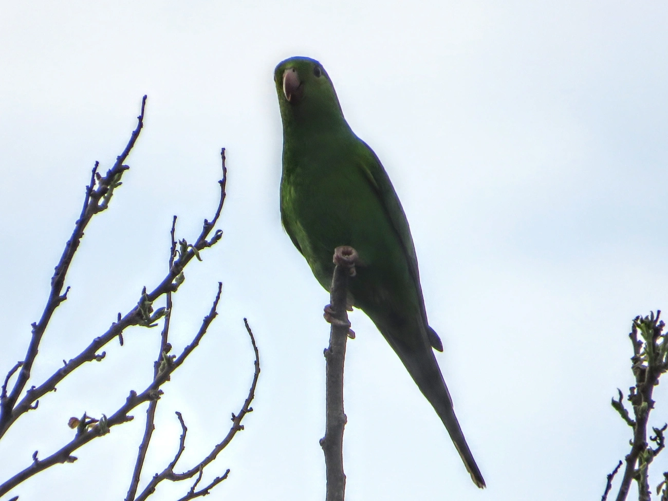Periquito-rico (Brotogeris tirica), aves, fotografado em Maresias, São Sebastião