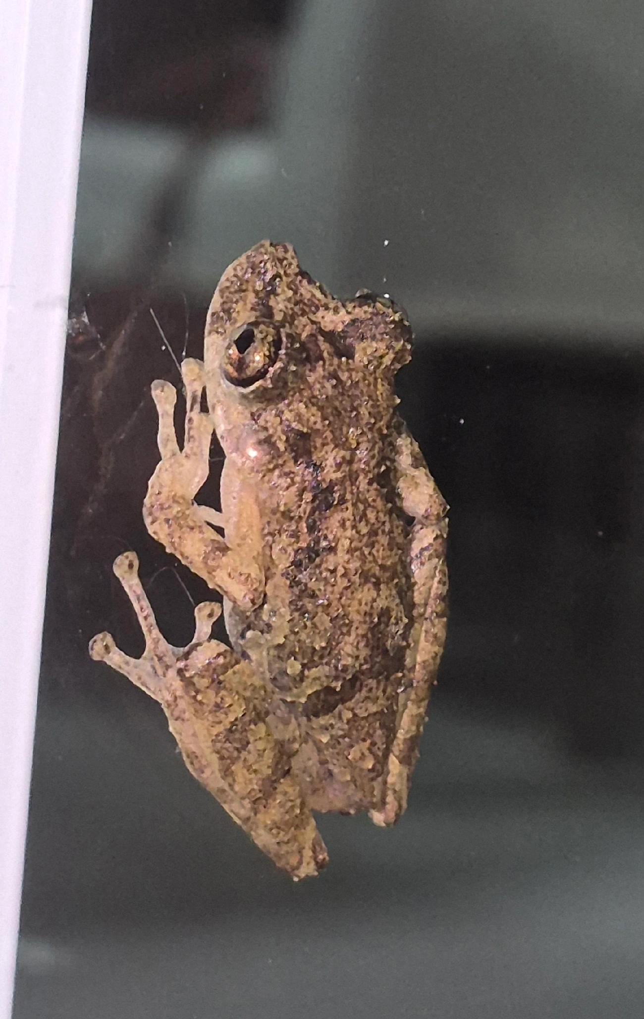 Perereca-do-litoral (Ololygon littoralis), anfíbios, fotografado em Maresias, São Sebastião