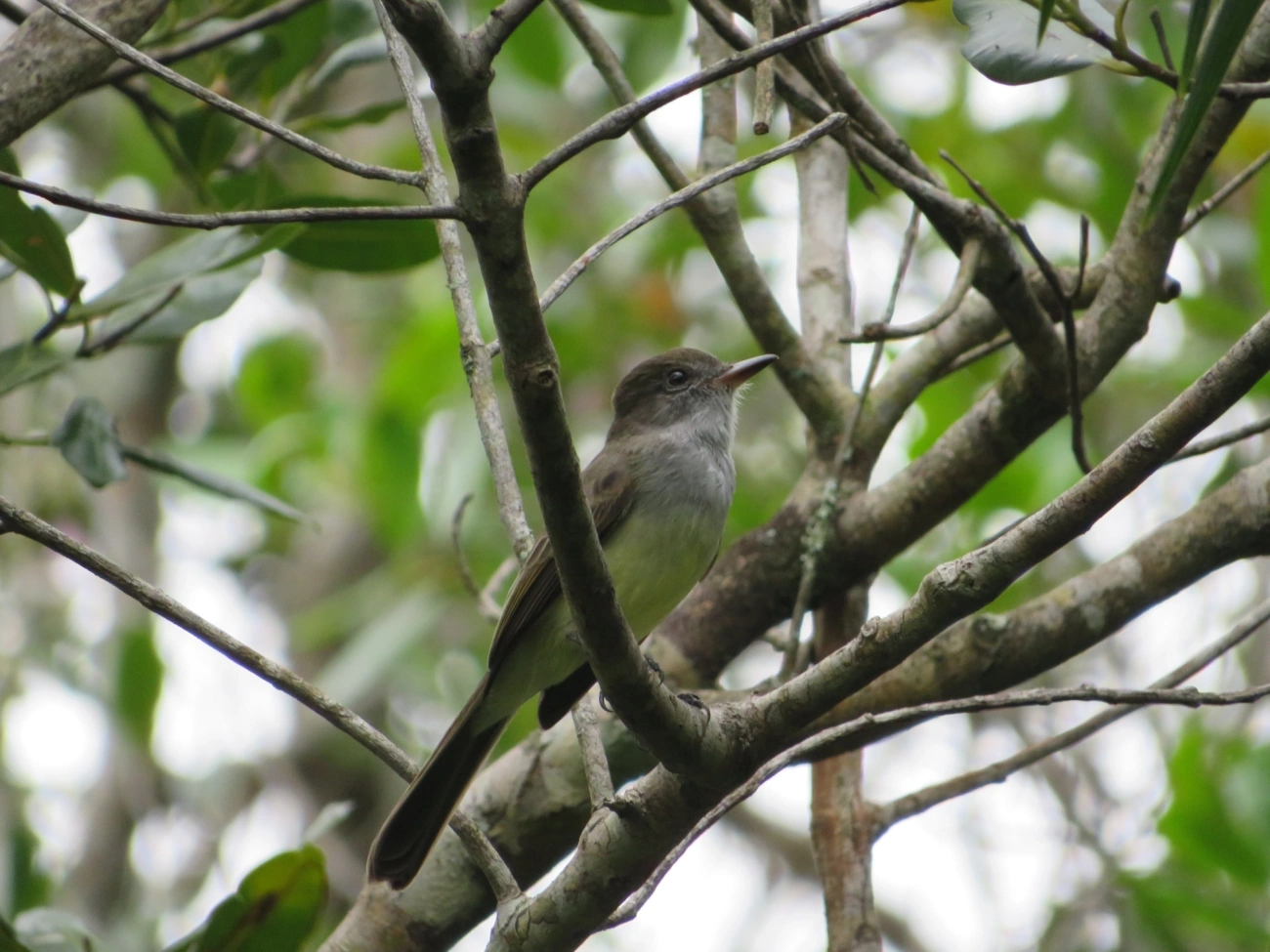 Marias-Cavaleiras e Afins (Myiarchus), aves, fotografado em Maresias, São Sebastião