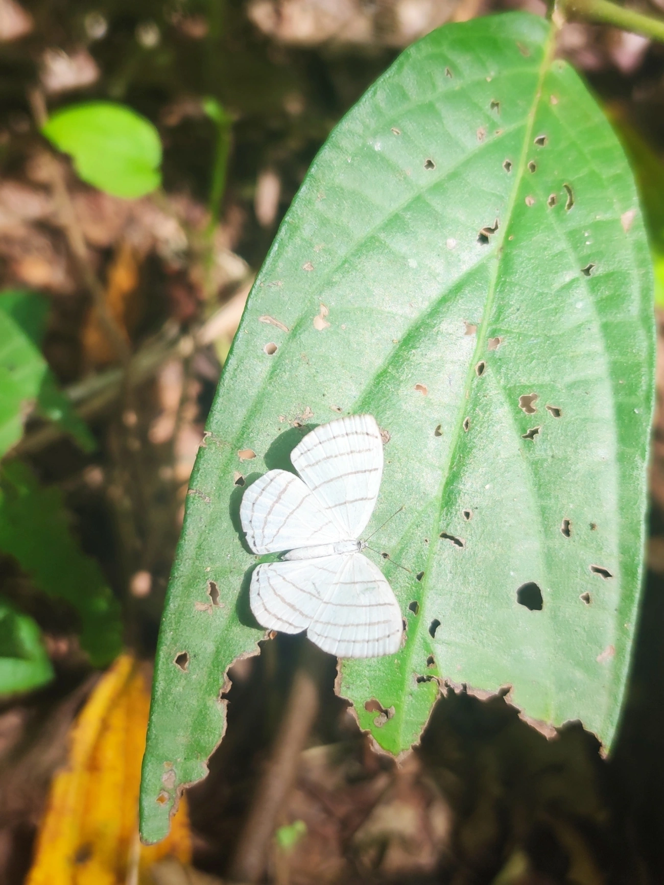 Leucochimona icare, insetos, fotografado em São Sebastião