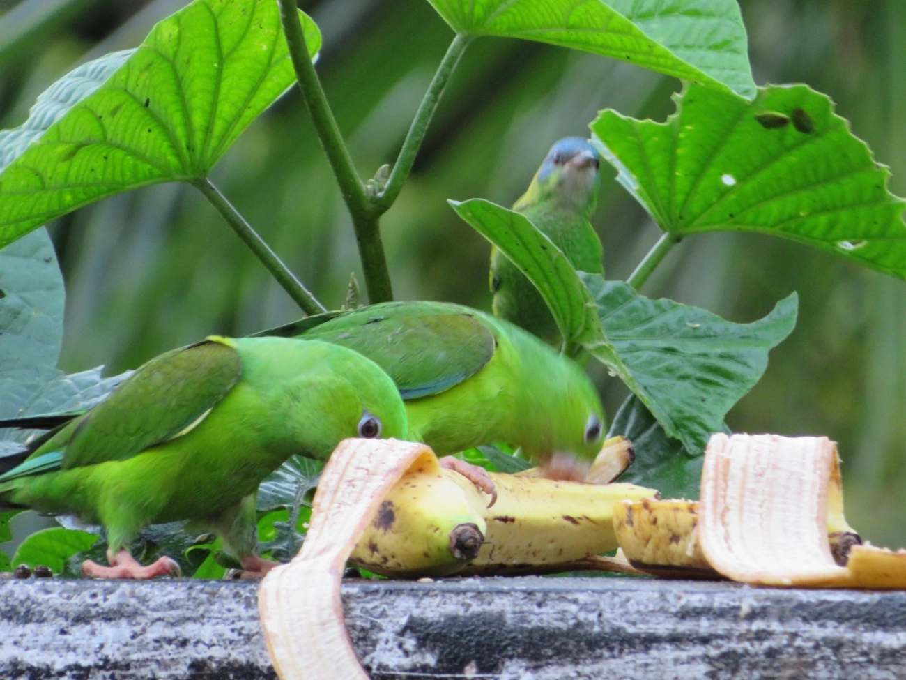 Periquito-rico (Brotogeris tirica), aves, fotografado em Maresias, São Sebastião