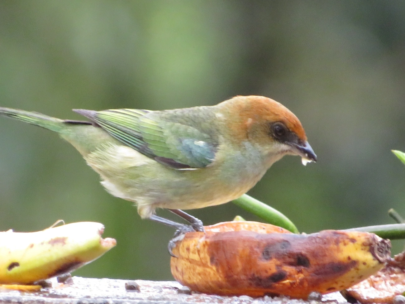 Saíra-sapucaia (Stilpnia peruviana), aves, fotografado em São Sebastião